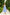 Sky-Blue Strappy Backless Midi Dress - front view | ELAGIA