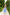 Sky-Blue Strappy Backless Midi Dress - back view | ELAGIA