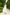 White Strappy Backless Midi Dress - back view | ELAGIA