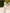 Isabelle Beige Puff-Sleeve Pencil Midi Dress