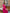 ELAGIA Crimson Puff-Sleeve Midi Dress - side angle highlighting dramatic puff sleeves and fitted bodice design