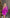 ELAGIA Fuchsia Wrap Long Sleeve Mini Dress back view displaying wrap tie closure and long sleeve detail