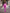 ELAGIA fuchsia double-breasted suit 2-piece back view - 3 piece women's suit style purple business attire