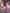 ELAGIA fuchsia double-breasted suit 2-piece detail shot - purple business suit women blazer button closeup