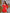 ELAGIA red backless puff sleeve mini dress fabric texture detail - purple business suit women material