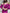 ELAGIA fuchsia puffed sleeve midi prom dress model wearing - 3 piece women's suit purple business suit women