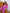 ELAGIA fuchsia double-breasted suit 2-piece pants detail - purple business suit women's trousers closeup